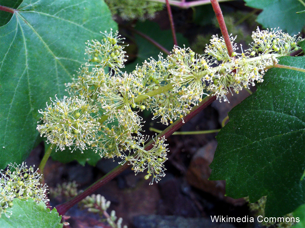 Wenn der Wein blüht - Sommer in den Naturparken