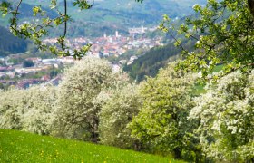 Obstbaumblüte, © Stadt Waidhofen an der Ybbs