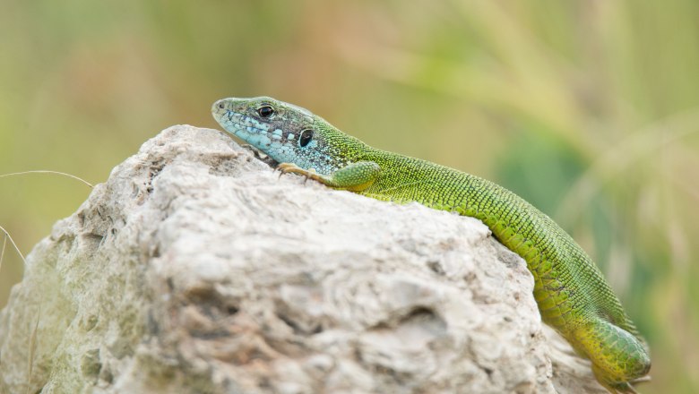 Smaragdeidechse, © Naturparke Niederösterreich/Kobori