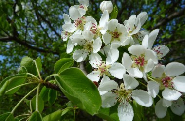 Birnenblüte in den Mostviertler Naturparken, © Klaus Wanninger