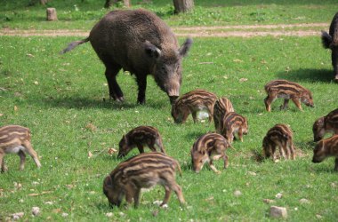 Wild inhabitants at Sparbach Nature Park, © Naturpark Sparbach/Plachy