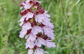 Purpur-Knabenkraut im Naturpark Föhrenberge, © C.Kassil