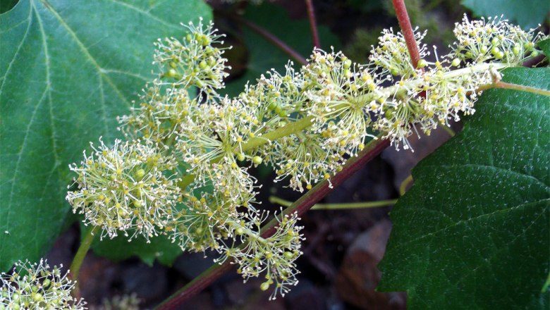 Weinblüte, © Wikimedia Commons