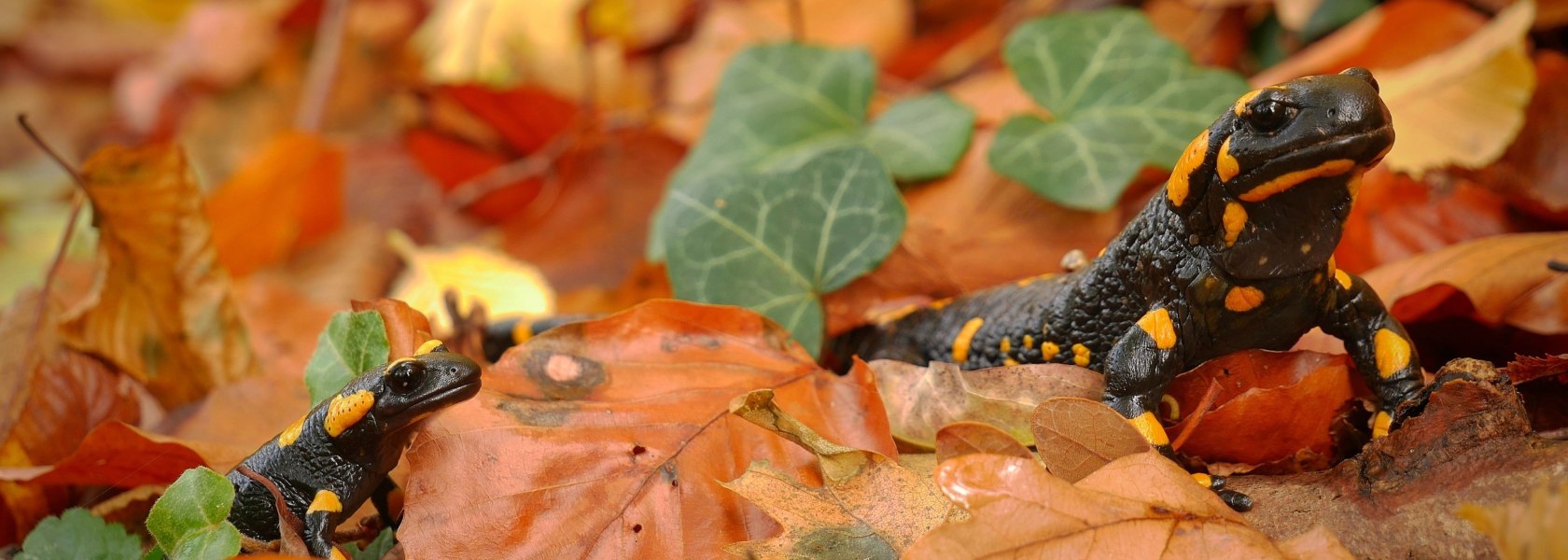 Feuersalamander, © Naturparke Niederösterreich/Sabine Mayer