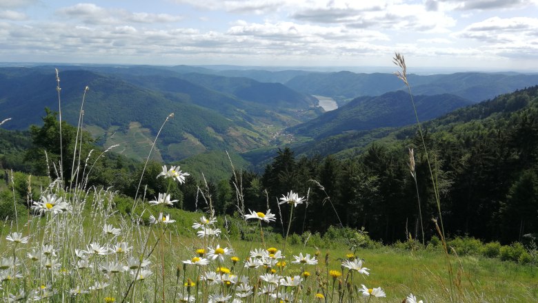 Jauerling-Wachau - Genuss mit Aussicht, © Dona NÖ/JMZ