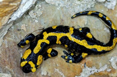 Feuersalamander Naturpark Landseer Berge (Bgld.), © Naturpark Landseer Berge