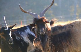 Wichtig sind die robusten alten Haustierrassen, © Hirtenkultur