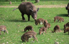 Wilde Bewohner im Naturpark Sparbach, © Naturpark Sparbach/Plachy