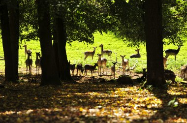 Tierische Bewohner , © Naturparke Niederösterreich/POV