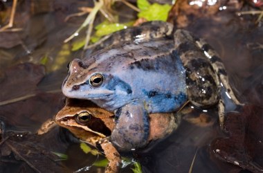 Moorfroschpärchen in den Waldviertler Naturparken, © Simlinger